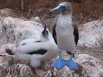 Dam and kid of Blue-footed Booby